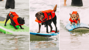 Surf dog competition brings together canine, human surfers in OC – NBC Los Angeles | Contests for money